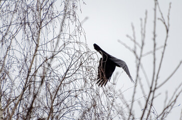 Dark bird takes flight through tangled birch branches in cold misty air. Crow flying from thin birch branches, viewed side-on with moody tone and cluttered forest detail, concept: tension, motion, 