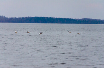 Ducks fly low across calm lake surface under soft pale cloudy sky. Group of ducks flying close to water, wide angle view, tranquil mood, lake in spring dusk, concept: freedom, motion, stillness.