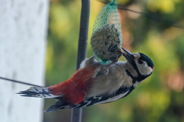 Woodpecker clings upside down pecking fat ball in green backyard morning light. Close-up of woodpecker feeding upside down, bright feathers, side angle, forest yard, concept: survival, contrast, daily