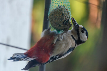 Woodpecker clings upside down pecking fat ball in green backyard morning light. Close-up of woodpecker feeding upside down, bright feathers, side angle, forest yard, concept: survival, contrast, daily