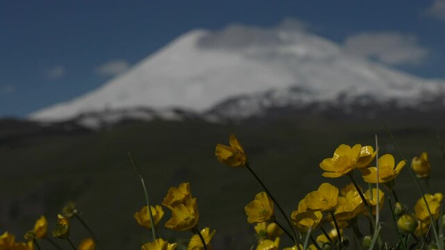Flowers Mount Elbrus Nature: Yellow buttercups bloom near Mount Elbrus on a sunny day, adorning the scenic landscape.