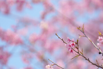 Soft focus Cherry blossoms, Pink flowers background.