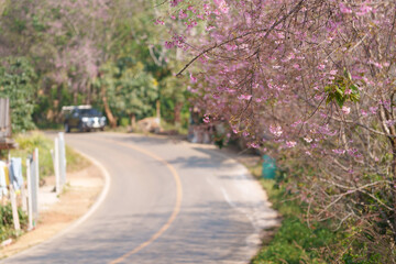 Soft focus Cherry blossoms, Pink flowers background.