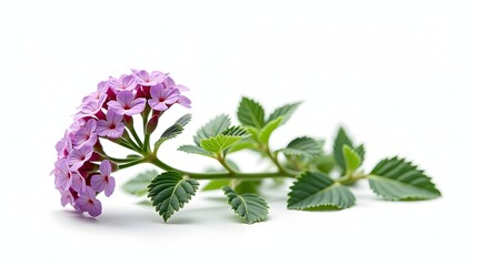 Photorealistic image of a purple Verbena flower or plant isolated on white. Rounded flower cluster with small vivid blooms and green lobed leaves. Botanical macro with soft light and high detail.