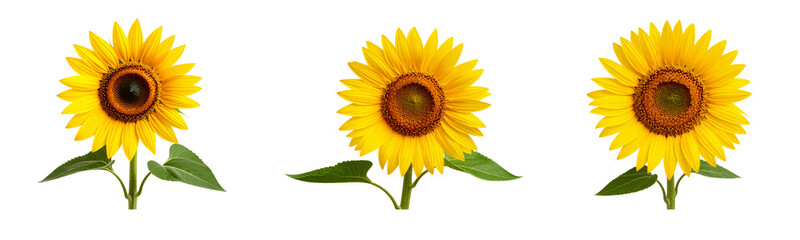 Obraz premium Sat Sunflower with Curved Stem and Leaves Facing Sideways, Transparent PNG