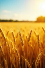 Golden Wheat, Barley & Oat Harvest A Sunlit Autumn Field Representing Gratitude for Abundant Earths Bounty
