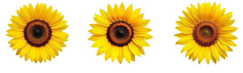 Fototapeta premium Sat Close-Up of Sunflower Head with Petals Partially Curled, Transparent PNG