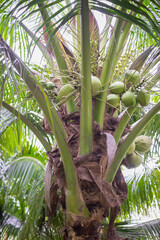 Obraz premium Coconut tree with coconuts on its branches in the garden