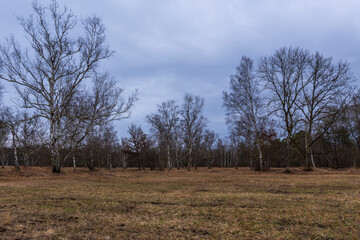Obraz premium Landschaft im NSG Grettstädter Riedwiesen im Abendlicht, Landkreis Schweinfurt, Unterfranken, Bayern, Deutschland