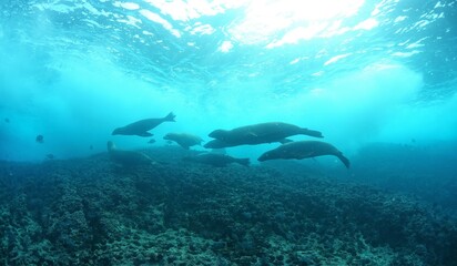 sea lion swimming in Mexico ocean