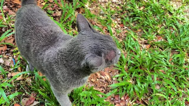 A grey stray cat comes close to the camera and looks around, showing distrust. A soft scene with an emotional subtext. Close-up and natural light.