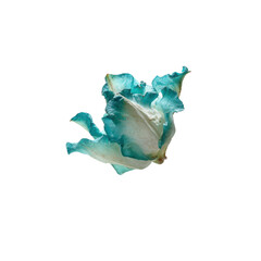 Obraz premium Teal and White Dried Flower, Delicate Botanical Specimen, Close-Up