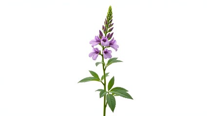 Obraz premium Photorealistic image of a Hesperis matronalis flower or plant isolated on white. Lilac four-petaled blooms and lance-shaped green leaves. Botanical macro with natural light and detailed texture.