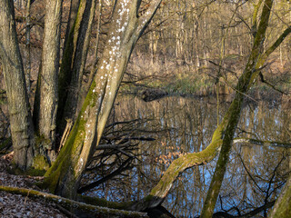 Auwälder am Unkenbach im Naturschutzgebiet Elmuß, Landkreis Schweinfurt, Unterfranken, Bayern,...