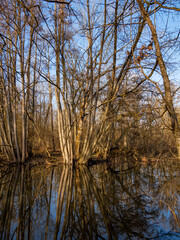 Auwälder am Unkenbach im Naturschutzgebiet Elmuß, Landkreis Schweinfurt, Unterfranken, Bayern,...