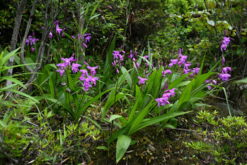 開花するシランの花