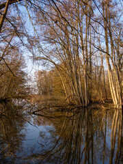 Auwälder am Unkenbach im Naturschutzgebiet Elmuß, Landkreis Schweinfurt, Unterfranken, Bayern,...