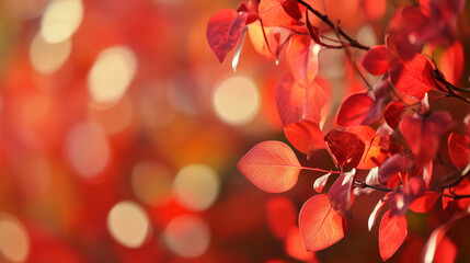 Obraz premium Colorful foliage in the park. Falling leaves natural background .Autumn season concept. Abstract autumn background