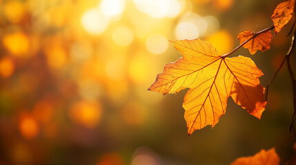Fototapeta premium Colorful foliage in the park. Falling leaves natural background .Autumn season concept. Abstract autumn background