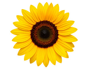 Fototapeta premium Sunflower Head with Visible Seeds and Petals in Top View, isolated on a transparent background