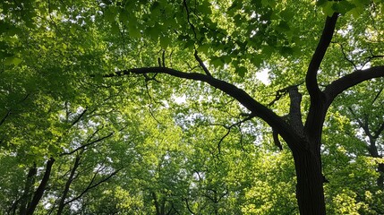 Lush green canopy of trees viewed from below, sunlight filtering through leaves, showcasing intricate branches and dense foliage