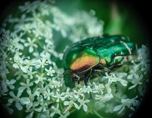 Green summer beetle (golden bronze beetle) among the inflorescences of a white flower.