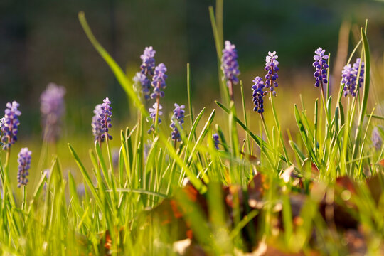 Kleine Traubenhyazinthe, Muscari botryoides, Traubenhyazinthen