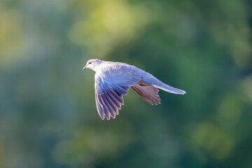Eurasian collared dove ( Streptopelia decaocto ) isolated against green nature background. Bird in flight. Dove is flying. Copy space.
