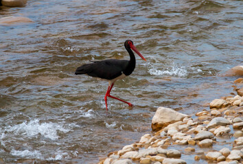 Black stork in the river waters is looking for food. Birds with black and white colors. Red beak...