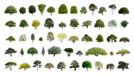 Diverse Tree Collection: A comprehensive selection of various tree species. Each tree, meticulously captured, presenting diverse foliage. Ideal for any project.
