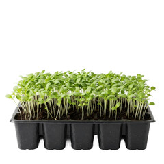 Vibrant green microgreens thriving in a black plastic seedling tray, ready for harvest. Ideal for healthy eating, gardening, and culinary themes.