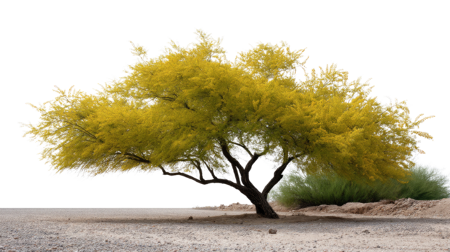 Golden Canopy: A striking image of a mature tree adorned with vibrant yellow foliage, set against a stark, textured landscape.