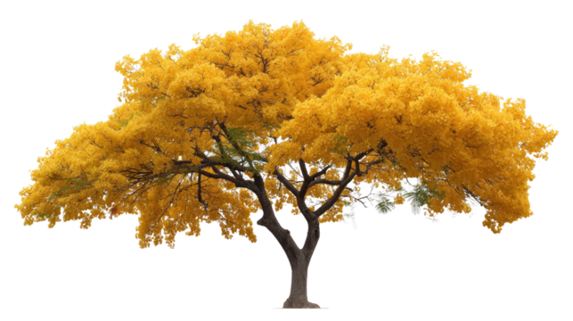 Golden Canopy: A vibrant, life-sized tree adorned with radiant golden foliage, standing alone in nature's embrace.