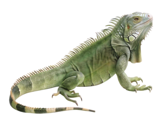   iguana animal isolated on white background PNG ,ai generated