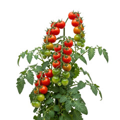 A healthy cherry tomato plant showcasing multiple clusters of red, ripe tomatoes and green, unripe ones still on the vine. Ideal for gardening, food, or healthy eating themes.