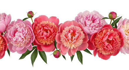 Pink Coral Peonies Floral Border