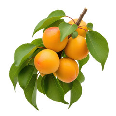 Fresh, vibrant orange apricots on a leafy branch, perfect for illustrating healthy food, summer produce, or natural sweetness.