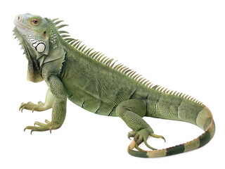   iguana animal isolated on white background PNG ,ai generated