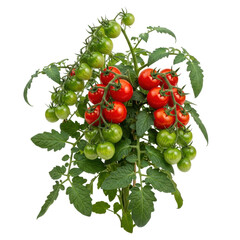 A lush cherry tomato plant showcases both ripe red and developing green tomatoes on its vines, ready for harvest or garden display.