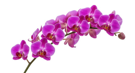 Fototapeta premium Pink Orchid Branch Black Background
