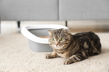 Cute cat with litter box lying on floor at home