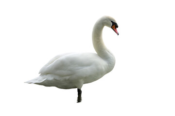 Obraz premium mute swan cygnus olor isolated on white background PNG ,ai generated