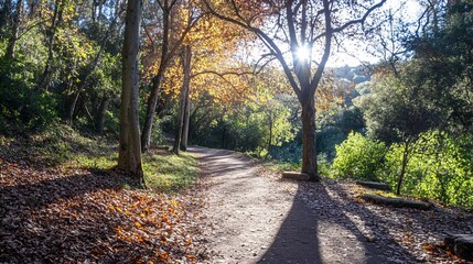 Sunlit path winding through a forest with autumnal foliage, casting long shadows