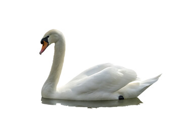 Obraz premium mute swan cygnus olor isolated on white background PNG ,ai generated