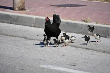kura małe kurczaki kurczątka chroni prowadzi przez drogę trawnik młode  © Miroslaw