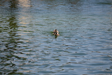 kaczka płynie po wodzie © Miroslaw