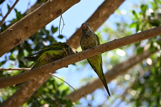 zielone papugi siedzą na drzewie