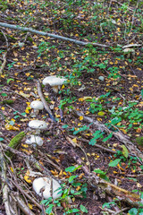 White Agaricus mushrooms on the forest ground