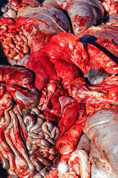 Offal after slaughter from reindeer