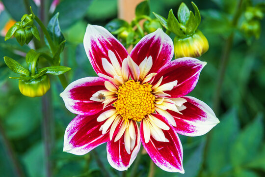 Beautiful Fashion monger dahlia in full bloom